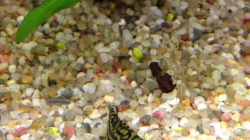 Flossensauger von Muschelherz (22)