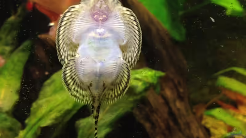 Flossensauger von Muschelherz (26)