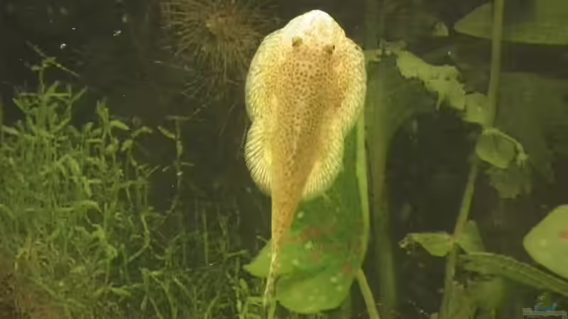 Flossensauger von Peter Tippmar (8)