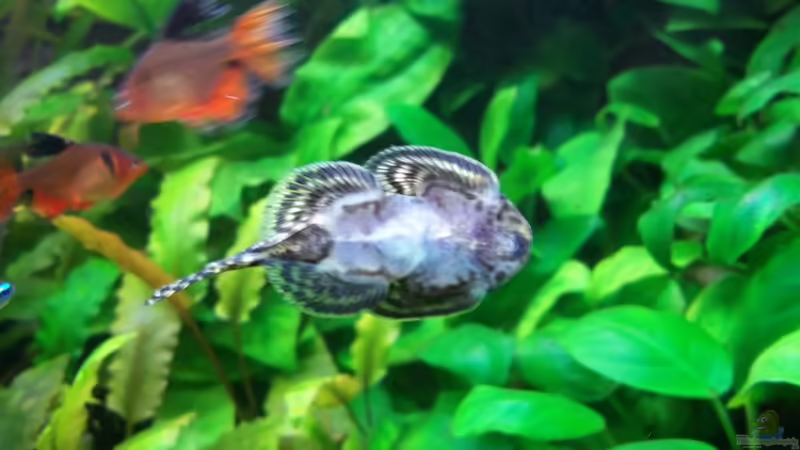 Flossensauger von unten von Niko P. (28)