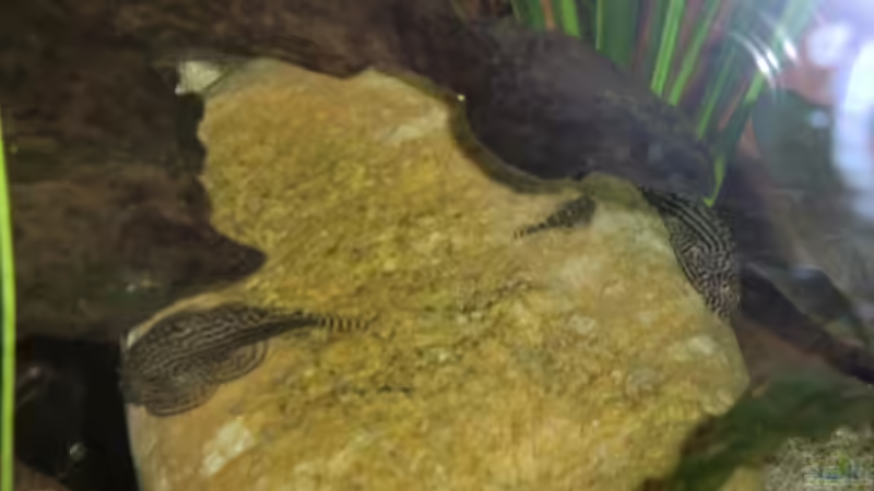 Gastromyzon Arten im Aquarium halten (Einrichtungsbeispiele für Flossensauger)