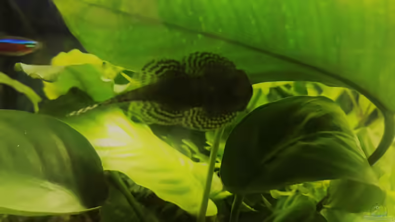 Flossensaugwels von Raven887 (11)