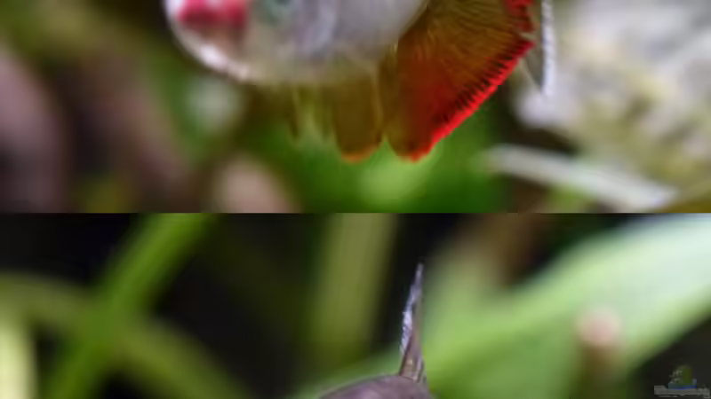 Flossenstudie... von Summse (26)