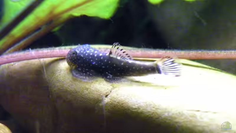 Gastromyzon ctenocephalus im Aquarium halten (Einrichtungsbeispiele für Stachelkopf-Flossensauger)