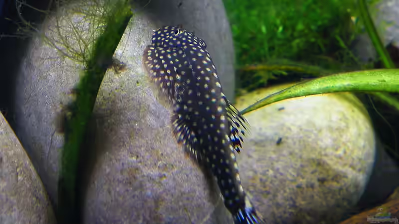 Flossie - Gastromyzon scitulus - 28.07.2011 von bergfrau (68)