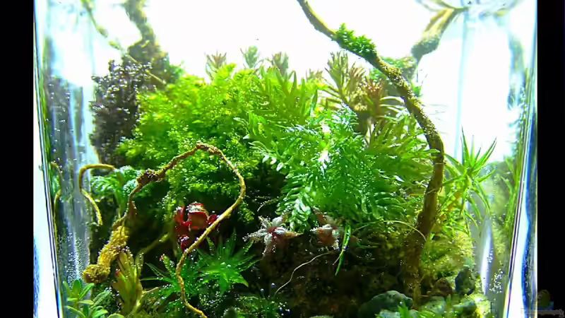 Flower von Fredo Fuss (1)