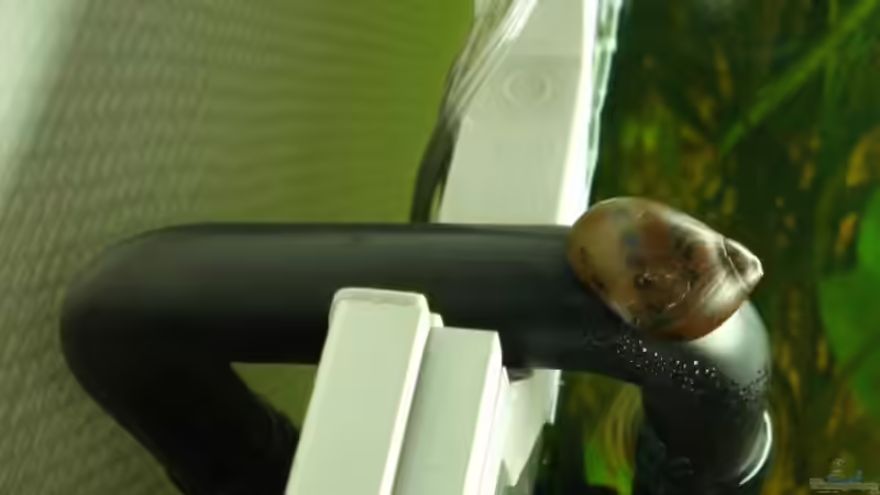 Flucht aus Askaban (aber sie kam wieder) von Chris 81 (23)