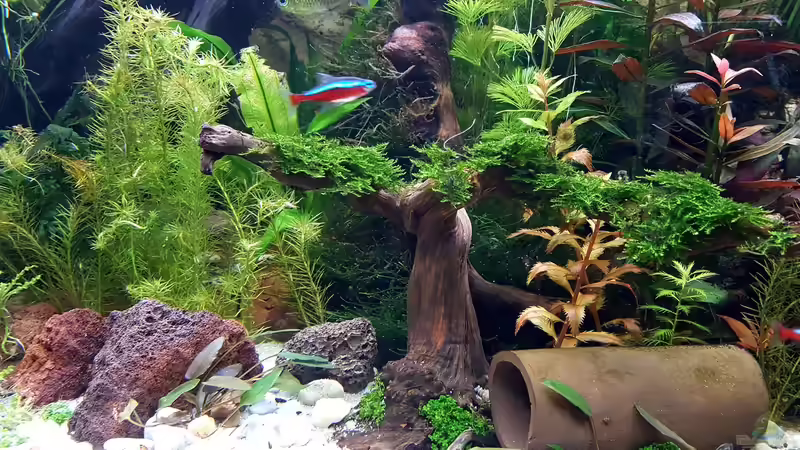 Fluß Mooskraut, Christmasmoos, amerikanisches Kamblatt von Thomas Müller (41)