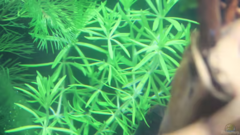 Fluß-Mooskraut von SouthAmerica (14)