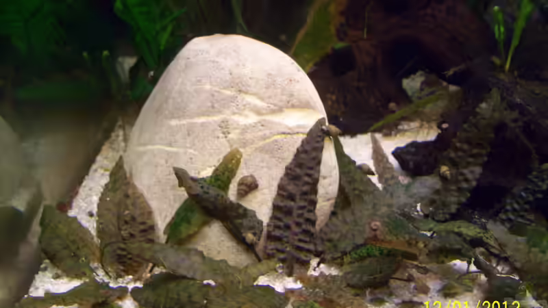 Fluss-Stein von kaktus-jones (28)