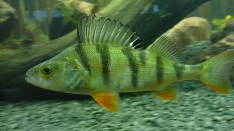 Flußbarsch von blume007 (3)