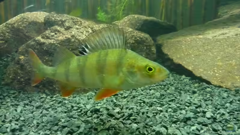 Flußbarsch von blume007 (9)