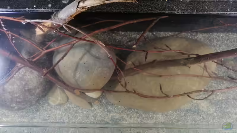 Flußkiesel, Findlinge und Geäst aus der Uferzone des nahegelegenen Sees  von Tim Buktu (8)