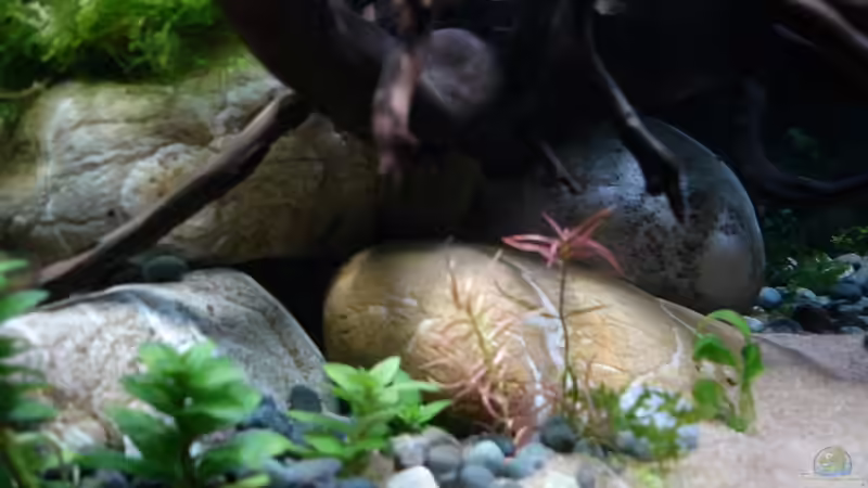 Flusskiesel 30.01.2015 von Grünhexe (8)