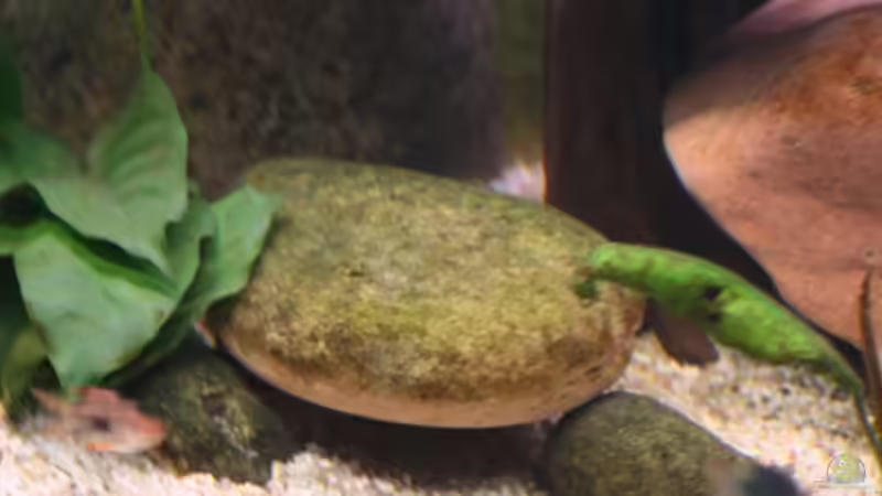 Flusskiesel Grau von Manuel König (6)