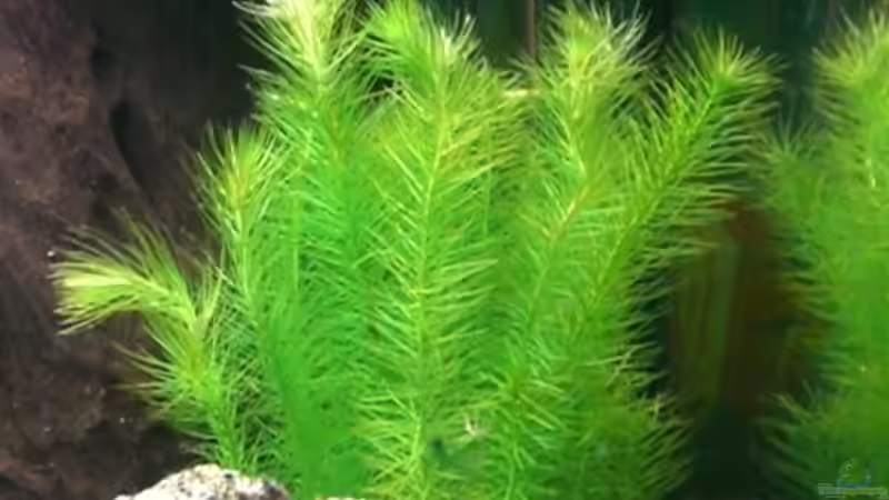 Flussmooskraut (Mayaca fluviatilis)  von Dennis und Katha (7)