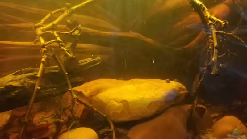 Flusssteine, Eichenäste, Yuccapalmenblätter von Daniel Krmr (6)