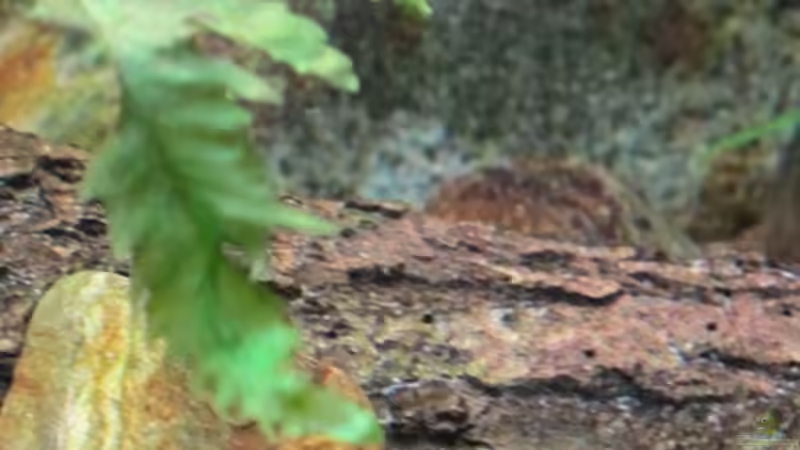 Flusssteine aus der Ill und Baumrinde von Sarah (27)