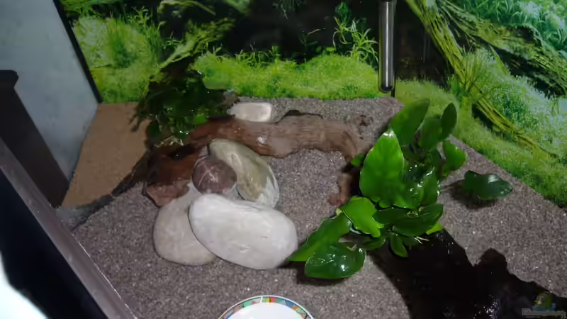 Flusssteine und kleine Wurzel bepflanzt von Sunnyboy_72 (16)