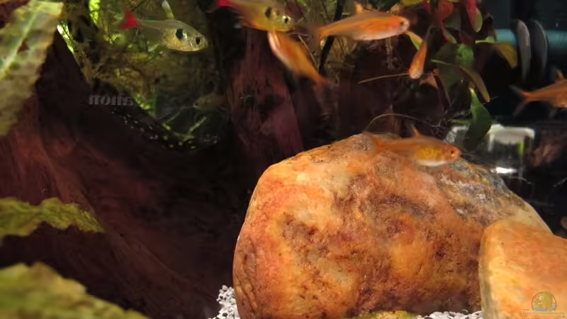 Flusssteine von Sarah (19)