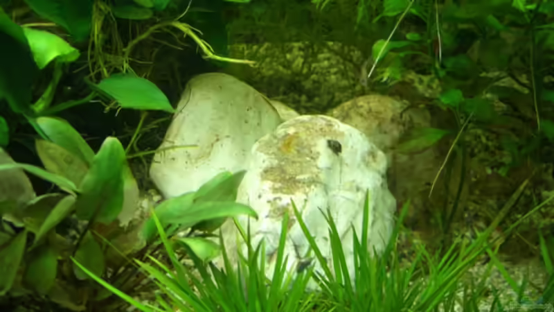 Flussteine aus der Wupper von Barabas (11)