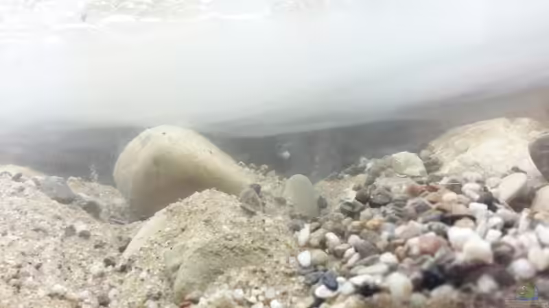 Fluten!!!! Das Wasser lasse ich komplett über die HMF Filterkammer ein. Das Frischwasser drückt so durch die Filtermatte ins Becken und ich habe nicht gleich die Schwebstoffe im Filter. von Beulenkopftyp (25)