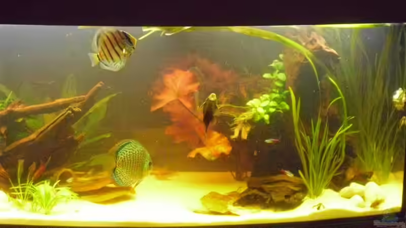 flutende Riesenvallisnerien rechts von nemo0109 (11)