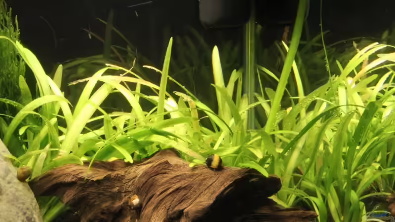 Aquarien mit Sagittaria subulata (Zwergpfeilkraut)