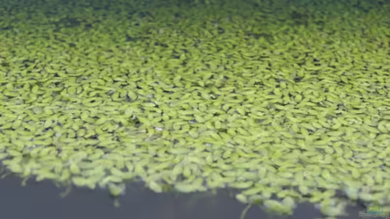 Flutendes Teichlebermoos von Claudia Lübke (5)