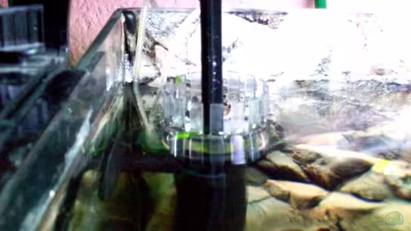 Fluval- Oberflächenabsauger von Thomas Schmidt (27)