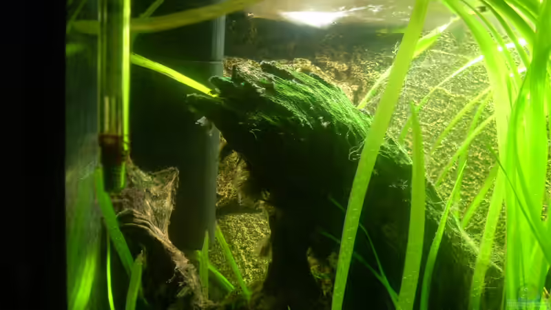 Fluval 2 Innenfilter von @quarium Cologne (72)