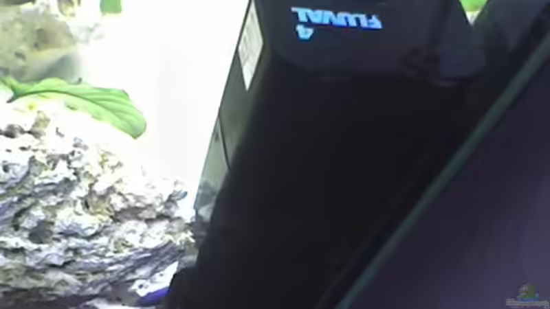 Fluval 4 Innenfilter von Heiko Rodegast (15)