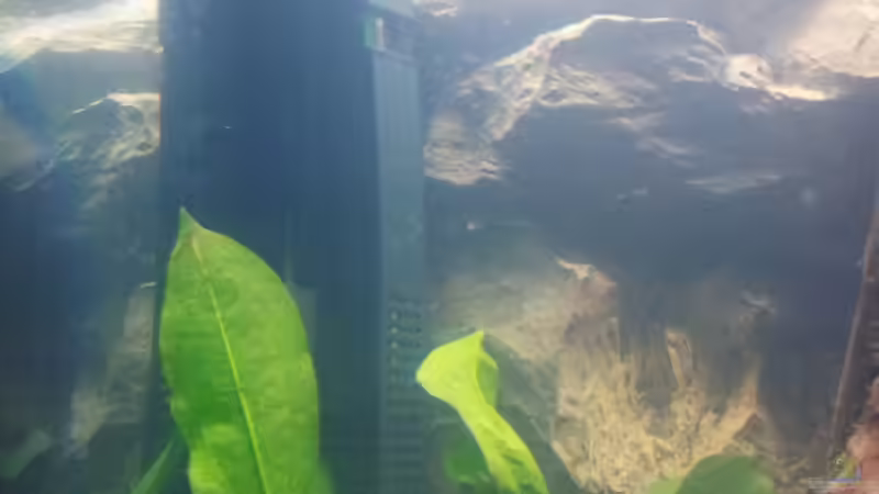 fluval e200 - heizer von marciii1985 (19)