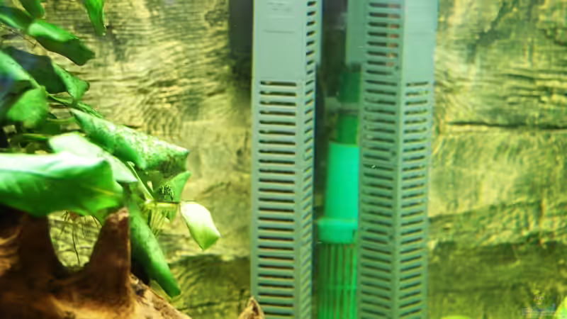 Fluval E300 Heizer (an der rechten Seite, dahinter der Ansaugkorb und Filterauslaß von derFalk (32)