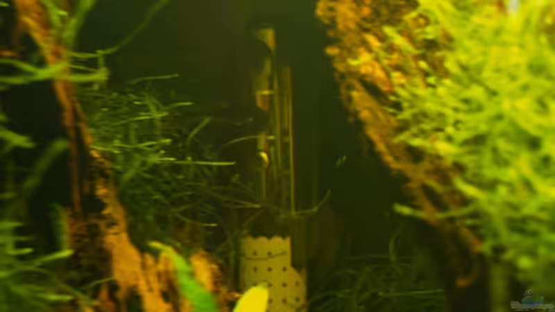 Fluval Elektronischer Aquarium-Heizer 100W (A-761) von Fabian Kühn (7)