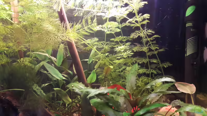 Fluval U2 und Heizstab von Michael Dreher (9)