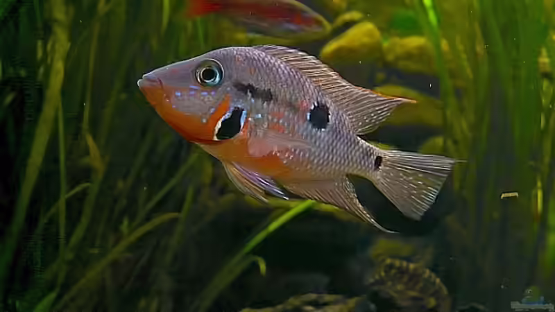 FMBB von Henric Beyer (7)