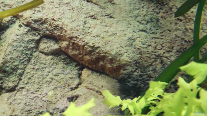 Folienrückwand von JessiKa265 (4)