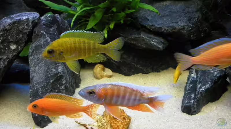 Formationsflug von Peterfish (13)