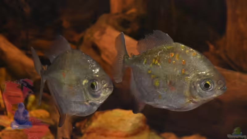 Formationsschwimmen ??? von GGuardiaNN (86)