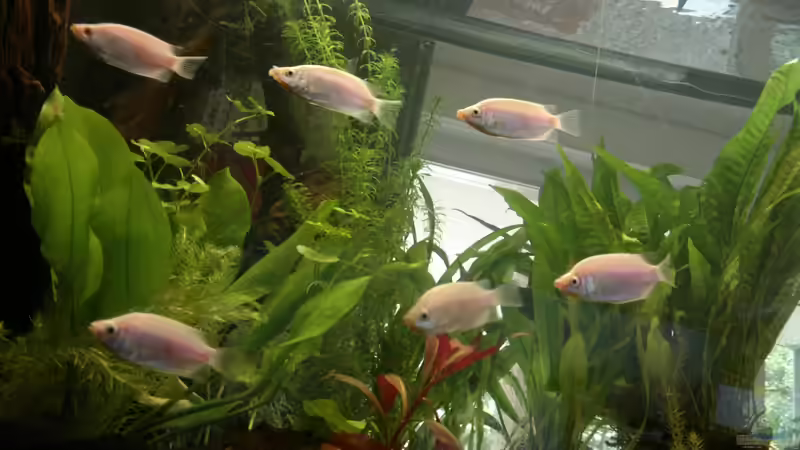 Formationsschwimmen der Hübschen von Babsi Aud (32)