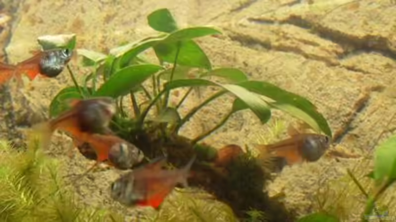 Formationsschwimmen von K@i (8)