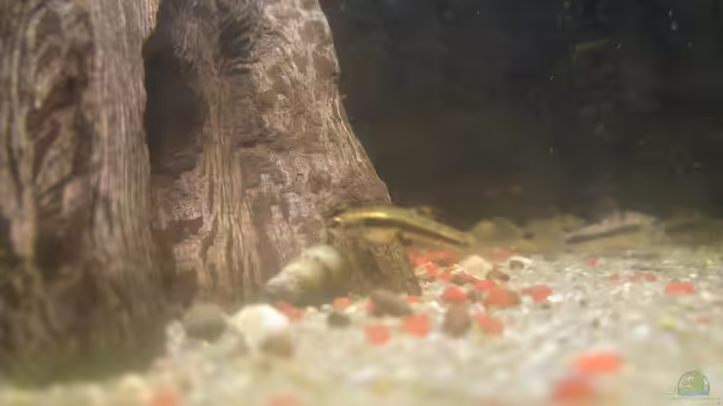 Formosa-Dame von Tino Georgi (17)