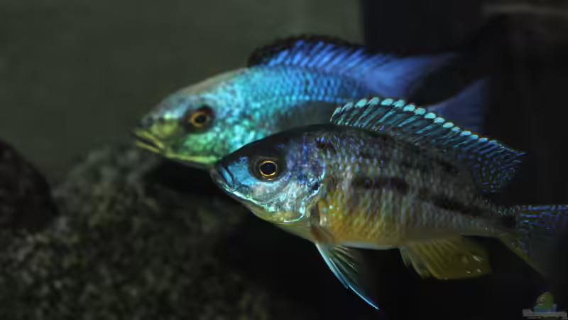 Fossochromis	rostratus	/      Protomelas	 spilonotus, Tansania  von Lemans (27)