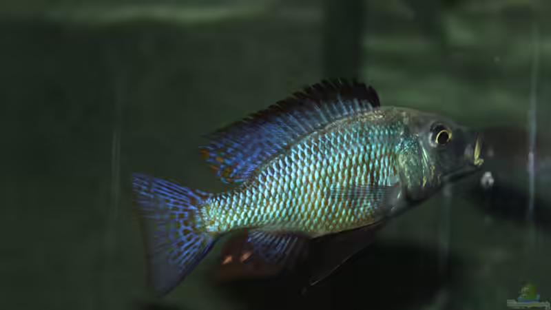 Fossochromis	rostratus von Lemans (28)