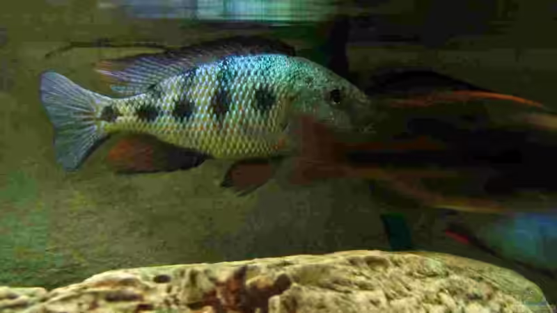 Fossochromis Rostratos Männchen von Thomas Leeb (32)