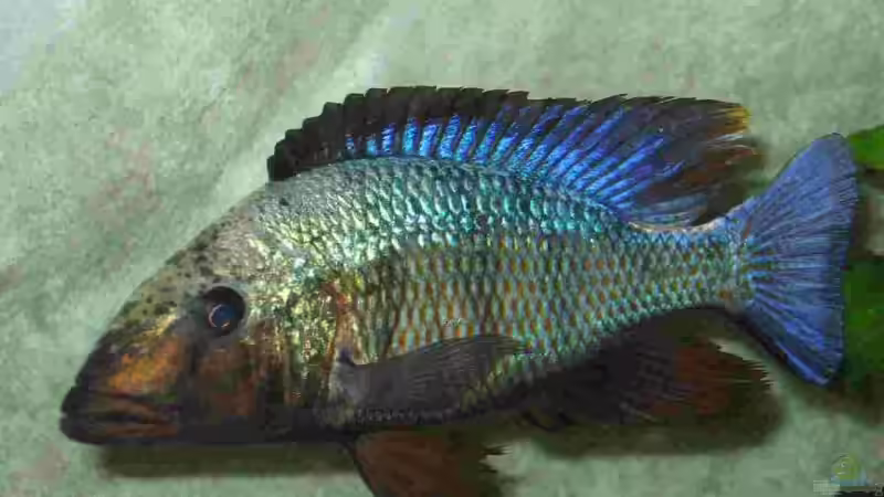 Fossochromis Rostratos Männchen von Thomas Leeb (36)