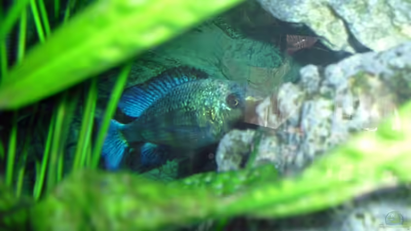 Fossochromis Rostratus Bock von Toelz (25)