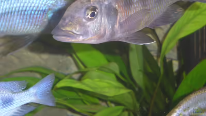 Fossochromis rostratus Bock von Wesermalawi (44)