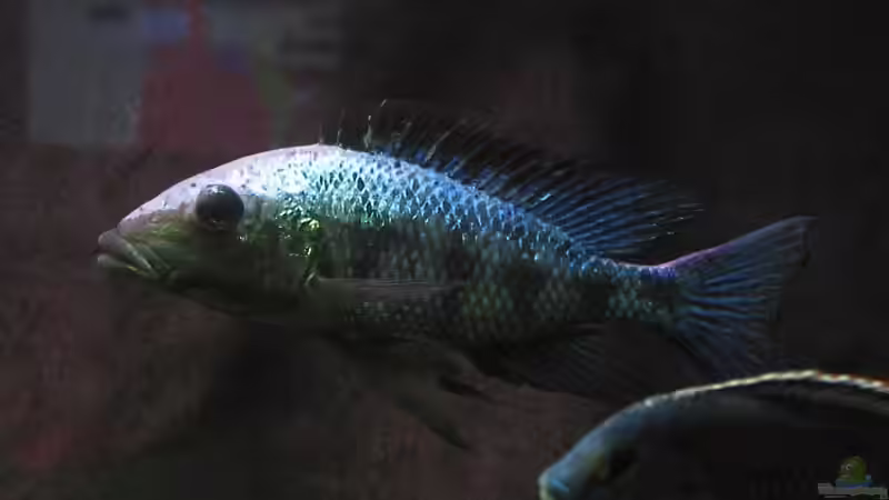 Fossochromis rostratus m. von Schlock (16)